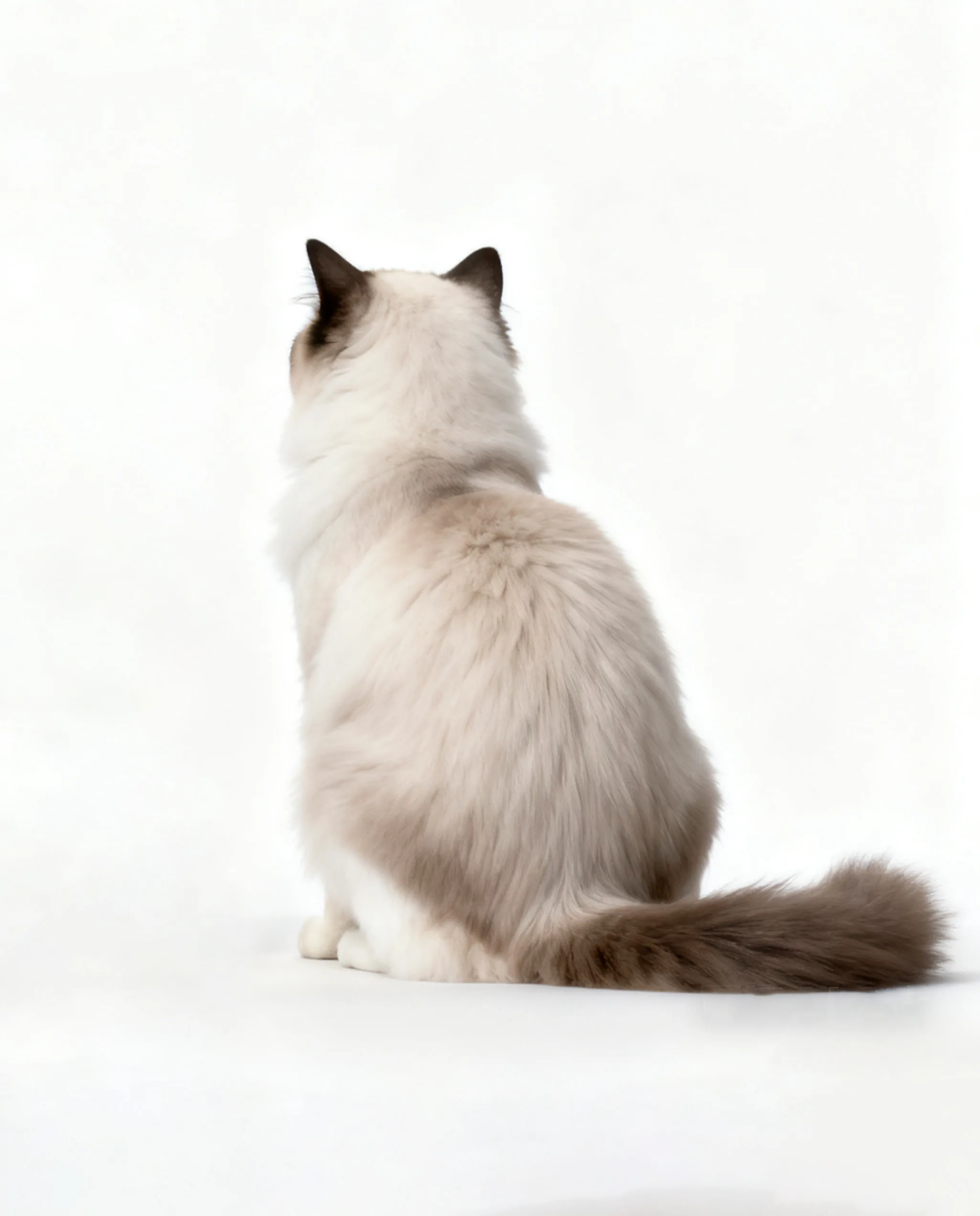 背面:尾巴形态和背部花纹合理推断 猫咪背面