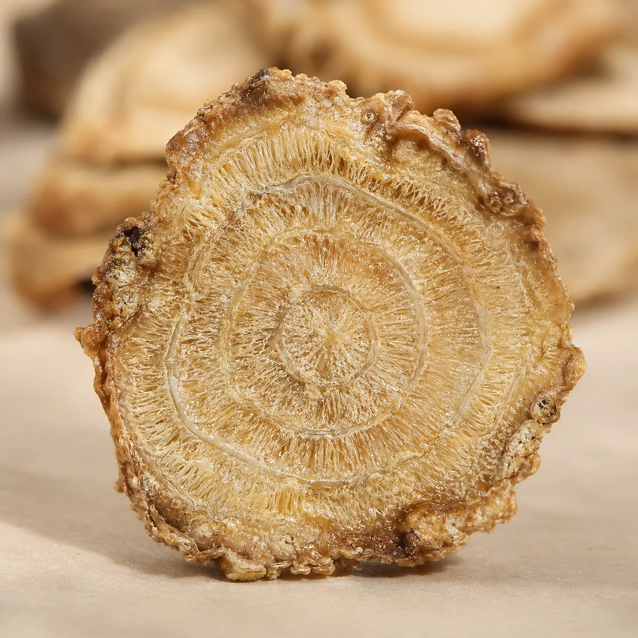 当归切片纤维纹理与同心环年轮特写:油润光泽、清晰断面结构、米色背景柔和虚化