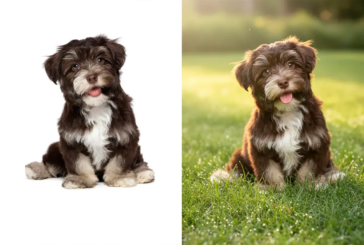 千问 2509 示例效果